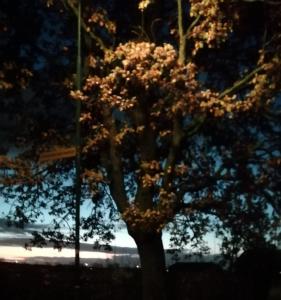 Pat 02 Mooi in het licht